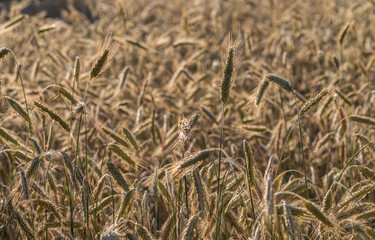 Ripening rye ears in a field brightly lit by the sun. Selective focus.
