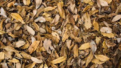 A lot of dried leaves fallen on the ground.