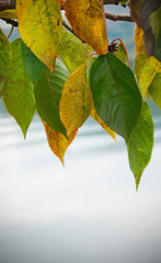 Obraz premium Tree branch with dry autumn leaves.