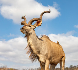 Naklejka premium Frog perspective picture of a male nyala