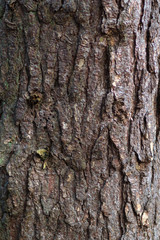Fototapeta premium bark of a tree