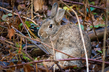 Naklejka na ściany i meble Wild rabbit in hedgerow