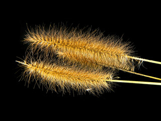reed isolated on black background