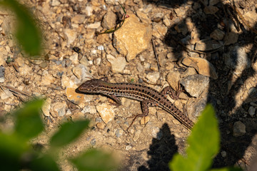 An ordinary brown little lizard on the rocks on a Sunny day.