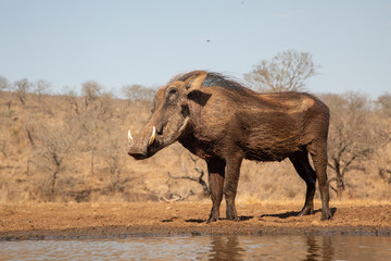 Fototapeta premium Warthog standing by the side of a pool