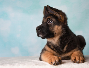 German Shepherd Puppy Blue Background Looking Up