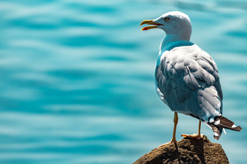 A Seagull sits on a rock with its beak open on a Sunny day against the sea.