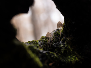 Fungi inside an old trunk in a chestnut forest.