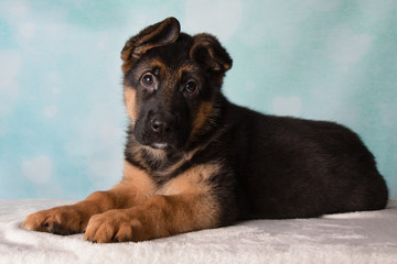 German Shepherd Puppy Blue Background