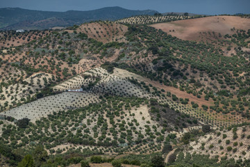 Fototapeta na wymiar Spain, Andalusia, vast areas around Olvera are covered with olive plantations