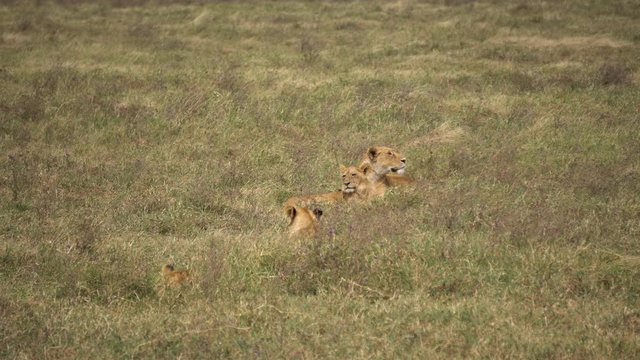 Lioness and Young Lions Relaxing in Meadow of African Savanna. Wild Animals in Natural Reserve Habitat
