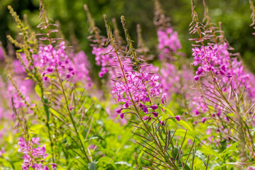 Fototapeta premium Chamerion latifolium wilgenroosje