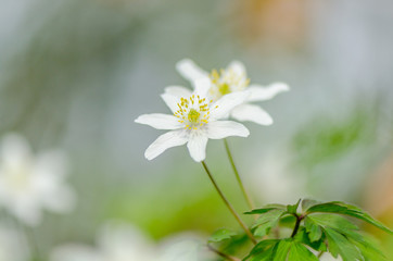 Anemone nemorosa