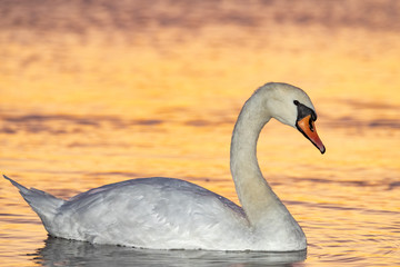 White Swan swimming on the lake at sunset