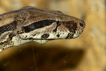 Tiger Python head. close up