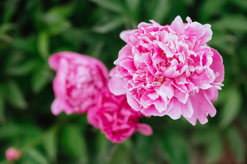 Pink peonies in the garden. Blooming pink peony. Closeup of beautiful pink Peonie flower.