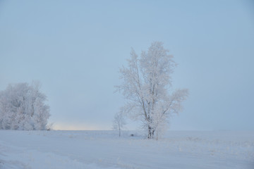 Frosty trees in the winter. Winter nature landscape