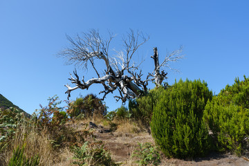 Beautiful panorama view of dead tree on trail in the mountains of Pico Ruivo, Madeira