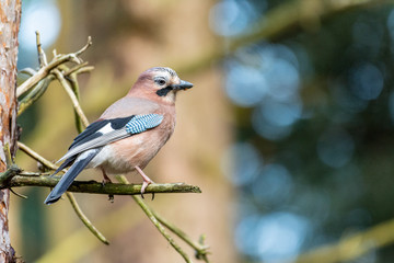 Jay on branch