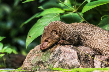 Indian Grey Mongooses