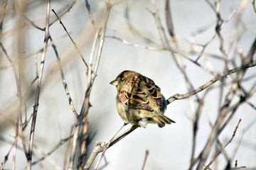 A small bird perched on a tree branch