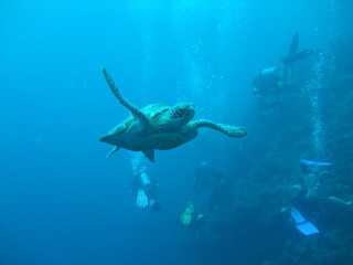 Fototapeta premium Green turtle (Chelonia mydas) swims past divers, Borneo