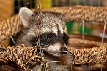 Raccoon looks out of the basket. face close-up