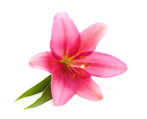 Fototapeta na wymiar Beautiful pink lily.