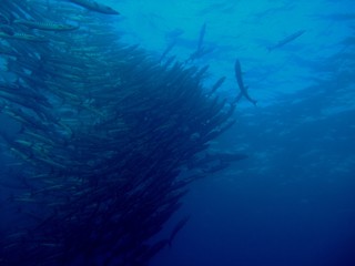 Blackfin barracuda (Sphyraena genie) shoal, Borneo