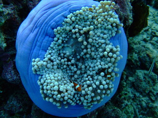 Magnificent sea anemone (Heteractis magnifica) with western clown anemonefish (Amphiprion ocellaris), Borneo