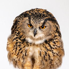 owl with a white background