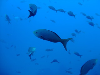 Obraz na płótnie Canvas Unidentified fish, Cocos Island, Costa Rica