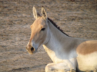 Indian wild ass (Equus hemionus khur) in the Little Rann of Kutch, India