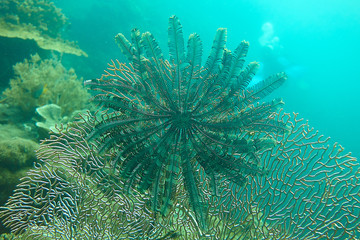 Fototapeta na wymiar Crinoid on a gorgonian soft coral, Halmahera, Indonesia