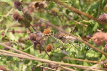 Araignée, Argiope