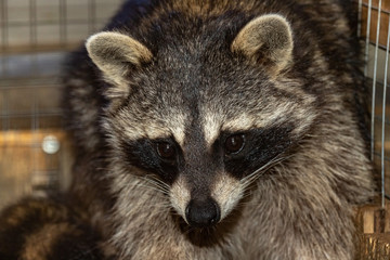 Naklejka na ściany i meble The muzzle of a raccoon in a cage. Close up.