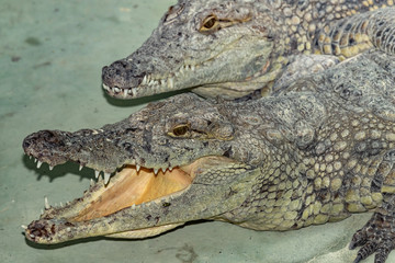 Obraz premium Siamese crocodile head.Close up.