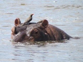Fototapeta premium Hippopotamus (Hippopotamus amphibius) with red-billed oxpecker (Buphagus erythrorhynchus), Selous, Tanzania