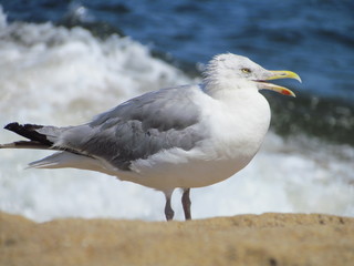 American herring gull (Larus smithsonianus) calling on a beach at Park River National Wildlife Refuge, Massachusetts, USA