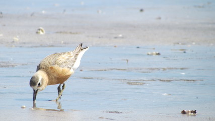 The rare New Zealand dotterel (Charadrius obscurus) feeding on a beach at Shakespeare Regional Park, New Zealand