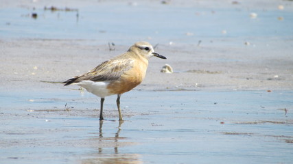 The rare New Zealand dotterel (Charadrius obscurus) on a beach at Shakespeare Regional Park, New Zealand