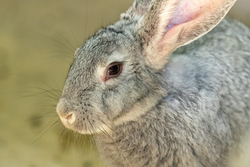 The head of a gray domestic rabbit. nice face. Close up.