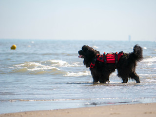 Newfoundlander water rescue dog guarding the beach