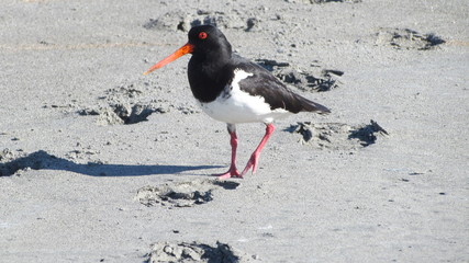 Pied oystercatcher (Haematopus longirostris) walking on a beach in Okarito, New Zealand