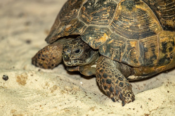 Central Asian steppe turtle on the sand.