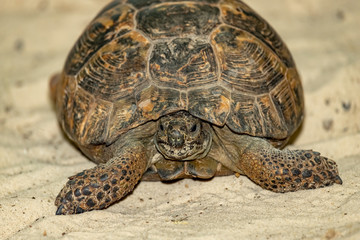 Central Asian steppe turtle on the sand.
