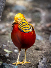 Golden Pheasant frontal view