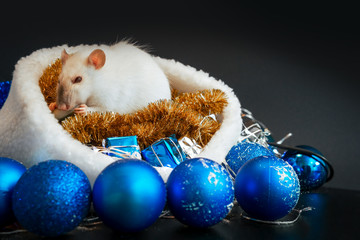 New Year concept. Top view of Cute rat in a New Year's decor. Symbol of the year 2020. Christmas decoration and santa hat, garland. place for text. pets and little gifs, black background, copy space