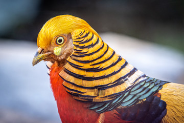Golden Pheasant Closeup