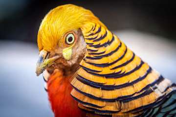Golden Pheasant closeup